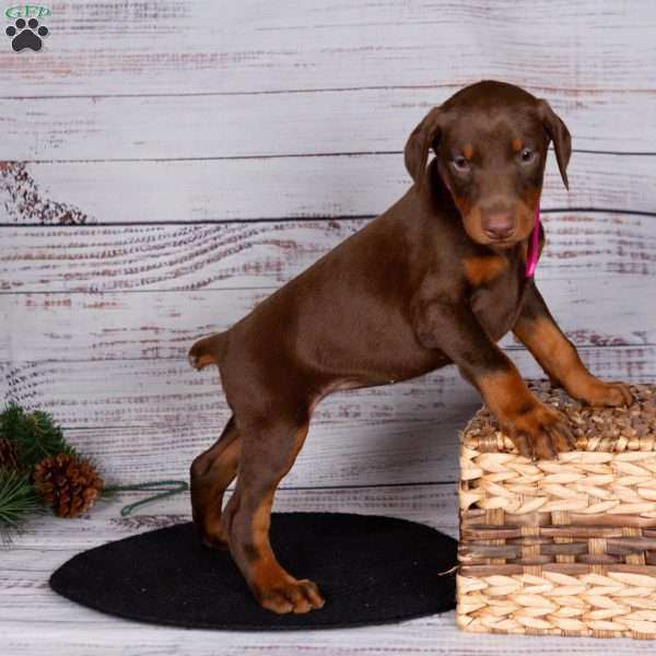 Jade, Doberman Pinscher Puppy